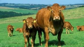 Is there a future for the suckler sector? Prices fall at Kilkenny Mart