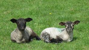 Two pet lambs stolen from garden in Dunmore