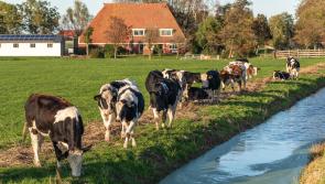 Normality returning but 40% of Kilkenny Mart sales stay online