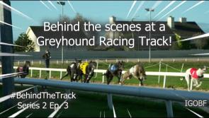 Watch- A look behind the scenes at Kilkenny Greyhound Stadium