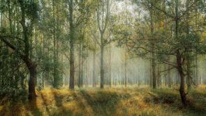 Kilkenny youngsters encouraged to take part in Nature for Well-Being forest programme 

