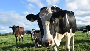 High rewards for Kilkenny farms for grazing in February!
