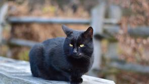 Kilkenny SPCA launch Adopt a Barn Cat programme