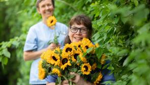 Hospice Sunflower Days are back! Help out - Kilkenny volunteers are needed