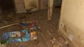 Dogs rescued from 'filthy living conditions' in neighbouring Tipperary