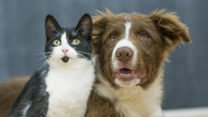 Shortage of pet boarding places due to 'unprecedented demand' during holidays