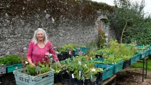 Historic Callan walled garden gets a new lease of life