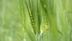 Teagasc advice for Kilkenny farmers on Spring Barley Disease Control