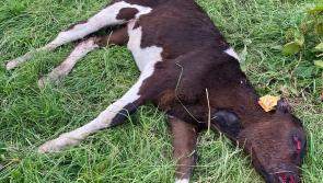 Savage dog attack leaves four calves dead on Kilkenny farm
