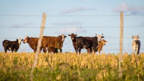Farmers in Kilkenny urged to take steps to protect their livestock during hot weather

