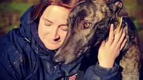 PAWS: Rising cost of living is leading to an animal welfare crisis as people give up pets