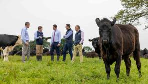 New research suggests Irish beef cattle emissions can be significantly reduced by improved genetics

