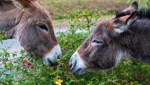 'Be mindful' - Public advised not to feed horses and donkeys without the owner’s permission

