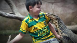 Giant African snails and a green Mamba are newest residents at reptile zoo in Kilkenny