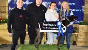 Kilkenny trainers among the winners in the BoyleSports Irish Greyhound Derby