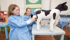 Kilkenny twins get to grips with the work of a vet!