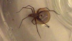 Top tips for Kilkenny householders as spiders move indoors

