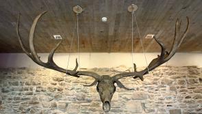 Archive - Giant Irish Deer remains discovered in Kilkenny (1973)