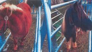 Two horses seized in Kilkenny
