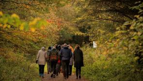 Join in with a Woodland Walk for Science Week in Kilkenny