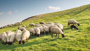 Urgent support needed to secure future of sheep sector - IFA