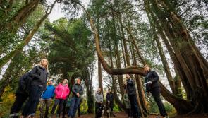 Exploring Woodstock with Teagasc for  Science Week 2022