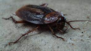 Warning issued to public over threat of cockroaches during cold weather - Kilkenny Live