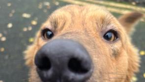 Can you give me a Christmas forever home? Kilkenny shelter almost at full capacity, again!