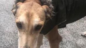 Can you give me a Christmas forever home? Kilkenny shelter almost at full capacity, again!