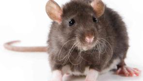 Advice from Rentokil on how to keep mice and rats away this Christmas