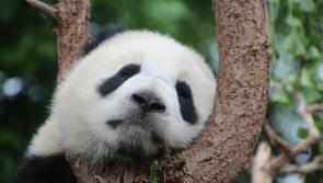 Always tired?  5 tips on how to improve sleep