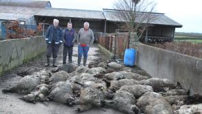 Tipperary sheep kill 'like something out of a horror film' 