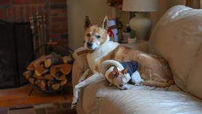 New pet policy for local authority apartments in Kilkenny 