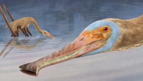 New species of dinosaur with more than 400 teeth discovered in Europe