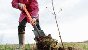 Kilkenny groups urged to apply for €70,000 fund to support environmental sustainability projects 