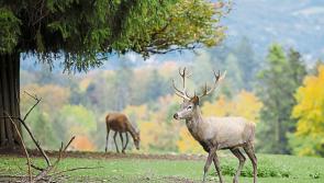 Hundreds of wild deer culled in Kilkenny, new figures show