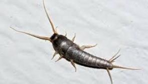 ALERT:  Be on the lookout for these pesky little prehistoric critters in Irish homes 