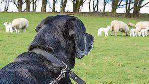 Gardaí ask people of Kilkenny to keep dogs away from lambing ewes