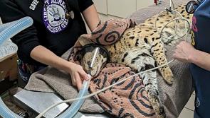 'Cocaine Cat' will live at zoo in the US after escaping owner