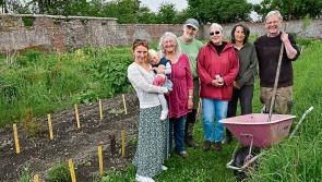 In praise of the allotment: ‘Dirt may be nature’s original stress buster’ - Kilkenny Live