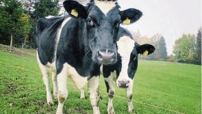 Tirlán March milk price 44.08 cpl