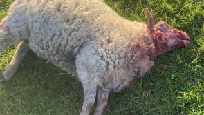 Appeal to dog walkers after sheep kill in neighbouring Laois