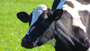 Garda appeal following theft of cows from Kilkenny farm