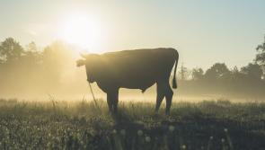 Study: Heat stress leads to low yields and behaviour changes in cattle