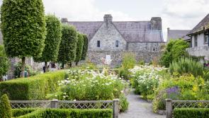 Rothe House set for fantastic sunny event on plant sale and garden day in Kilkenny