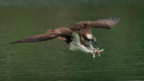 Kilkenny TD confirms reintroduction of bird of prey which became extinct in Ireland