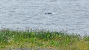 VIDEO: Can you help identify these aquatic mammals spotted in Kilkenny?