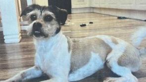 Dog missing in rural Kilkenny - have you seen him?