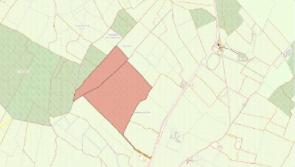 Large forestry holding for sale in Kilkenny