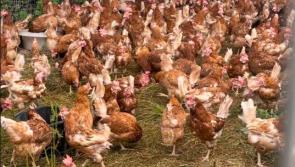 URGENT: Can you help save some hens by adopting them in Kilkenny?